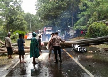 Seorang Pengendara Motor Tertimpa Pohon Tumbang
