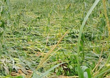 Diterpa Angin, Puluhan Hektare Tanaman Jagung di Dompu Terancam Gagal Penen