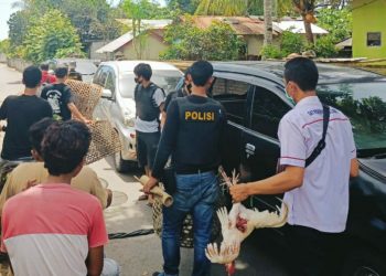 Polisi Gerebek Arena Sabung Ayam di Kediri