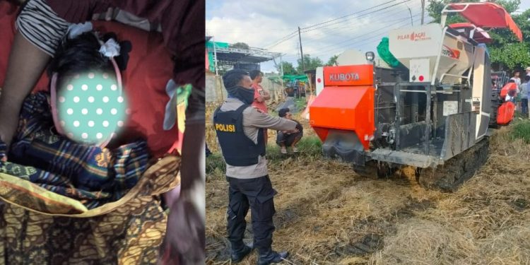 Bocah 14 Tahun di Bima Tewas Terlindas Mobil Pemanen Padi
