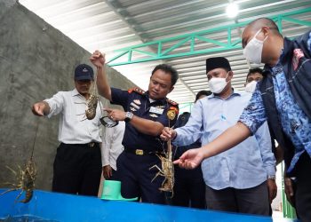 KKP Intensifkan Pengawasan Budidaya Lobster