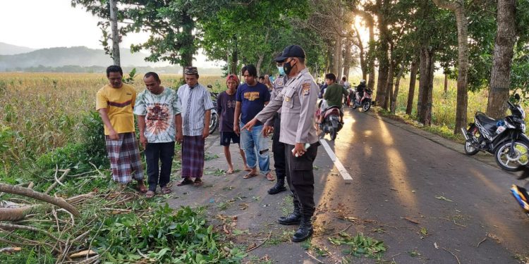 Tragis! Pemotor ini Tewas Tertimpa Pohon Tumbang
