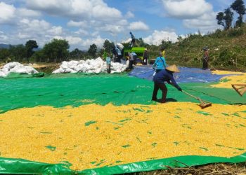 Pemerintah Resmi Menaikkan Harga Acuan Pembelian Jagung Menjadi Rp. 5000/Kg