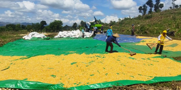 Pemerintah Resmi Menaikkan Harga Acuan Pembelian Jagung Menjadi Rp. 5000/Kg